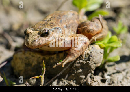 Eine Mediterrane lackiert Frosch, Discoglossus pictus, im Schlamm in der Nähe eines Gewässers Teich in einem maltesischen Tal, Malta Stockfoto