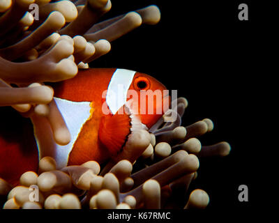 Clown Anemonenfisch stossen aus Anemone Stockfoto