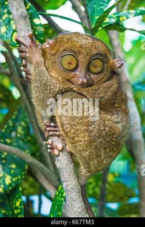 Die Philippine Tarsier (Carlito syrichta), auf Zweig des Baumes, Loboc, Bohol, Visayas, Philippinen Stockfoto