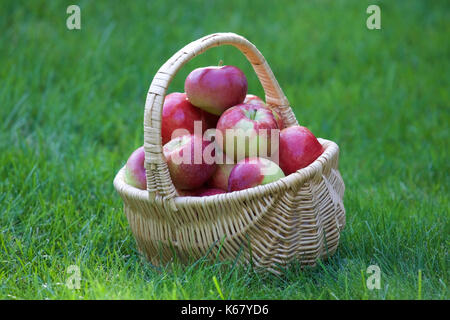 Frisch Äpfel in einem Korb abgeholt Stockfoto