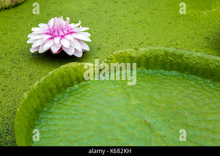 Rosa Seerose und und einem riesigen lily Pad von Wasserlinsen umgeben, Cambridge Botanic Gardens, Cambridge, Großbritannien Stockfoto