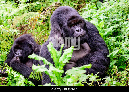 Silverback Mountain Gorilla mit einer seiner Frauen Stockfoto