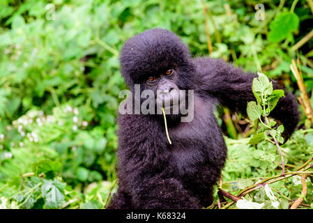 Nett und adorable Baby Gorilla Stockfoto