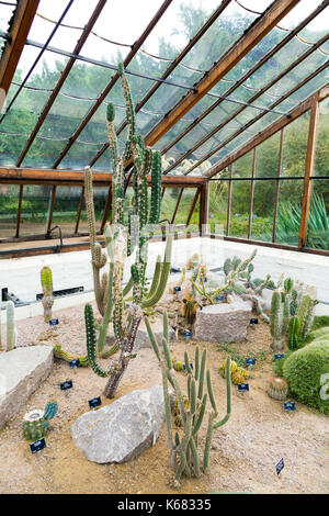 Kakteen in einem Gewächshaus im Cambridge Botanic Gardens. Cambridge, Großbritannien Stockfoto