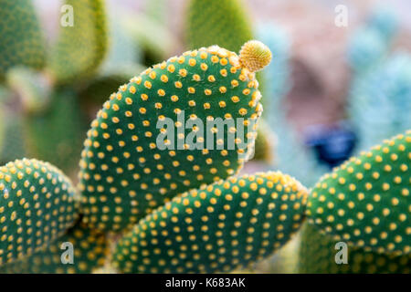 Opuntia microdasys Kaktus in Cambridge Botanic Gardens, Cambridge, Großbritannien Stockfoto