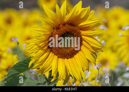Leuchtend gelb, Felder von Sonnenblumen. Stockfoto