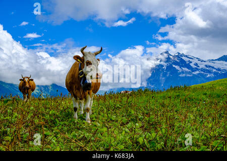 Kühe grasen auf den grünen Wiesen der Berghänge von Berner Oberland Stockfoto