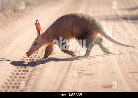 Der Aardvark in der Kalahari-Wüste Stockfoto