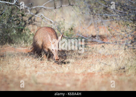 Aardvark in der Kalahari-Wüste auf Nahrungssuche Stockfoto