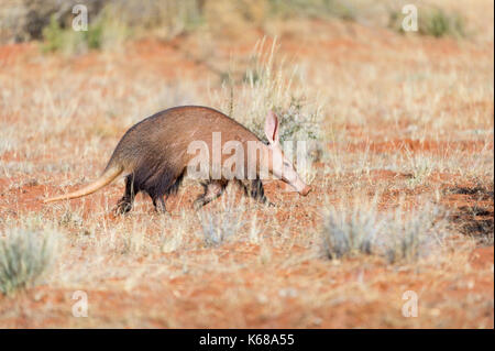 Aardvark in der Kalahari-Wüste auf Nahrungssuche Stockfoto