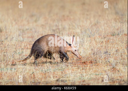 Aardvark in der Kalahari-Wüste auf Nahrungssuche Stockfoto