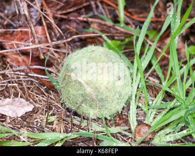 Eine alte schmutzig Rauh green Tennis Ball auf dem Boden; England; UK verblasst Stockfoto