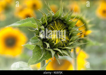 Leuchtend gelb, Felder von Sonnenblumen. Stockfoto