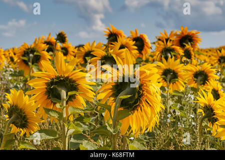 Leuchtend gelb, Felder von Sonnenblumen. Stockfoto