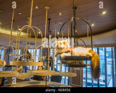 TOKYO, Japan - 17. JULI 2017: Nicht identifizierte Personen, die Bilder der kleinen Katzen, innerhalb einer catcage, reinrassige Kätzchen zum Verkauf in einem Pet Shop in Tokio Stockfoto