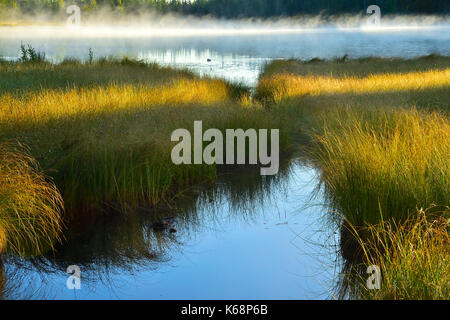 Ein Landschaftsbild von Maxwell See in Hinton Alberta mit Nebel auf dem Wasser und Gras, das Gelb des Herbstes Stockfoto