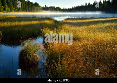 Ein Landschaftsbild von Maxwell See in Hinton Alberta mit Nebel auf dem Wasser und Gras, das Gelb des Herbstes Stockfoto