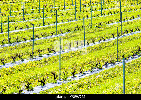 Detailansicht junger Wein Weinrebe pflanzen Zeilen im Sommer im Weingut mit gelben Löwenzahn Wildblumen und stabilen Stangen, Stäbe und Stangen Stockfoto