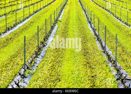 Nahaufnahme der Weinberg mit Reihen von Rebe Pflanzen durch Weingut und gelber Löwenzahn mit Unterstützung, stabile Stangen, Stäbe, Stangen in der Landschaft Stockfoto