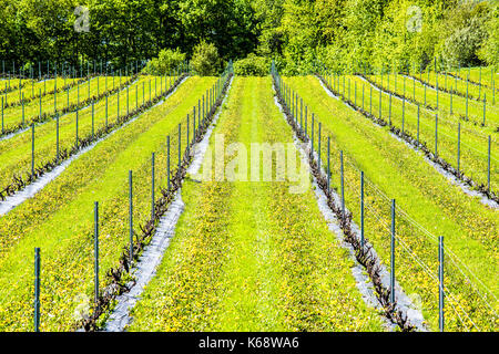 Weinberg mit Reihen von Reben zu pflanzen und gelben Löwenzahn closeup mit Hügel hinauf mit Unterstützung steady Sticks, Pfosten, Stangen durch Wald Stockfoto