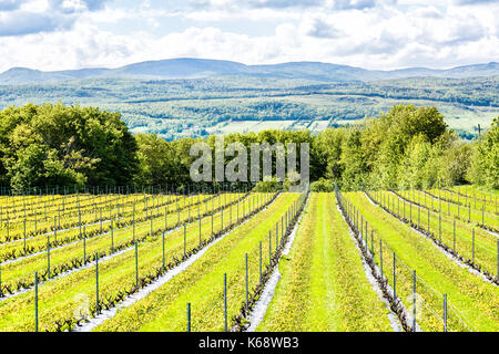 Weinberg grapevine Zeilen durch Weingut im Sommer in der Ile d'Orleans, Quebec, Kanada mit Blick auf St. Lawrence River, Hügel, Berge, Wald, Himmel Clou Stockfoto