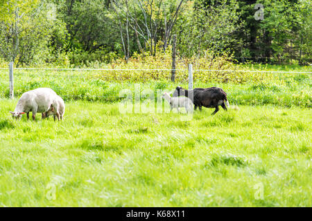 Weiße Lamm weiden auf grünen Weide Feld mit schwarzen Schafe Mutter in Ile d'Orleans, Quebec, Kanada, mit Herde Stockfoto