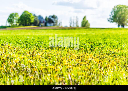 Landschaft Blick auf Bauernhof in Ile d'Orleans, Quebec, Kanada mit der gelben Löwenzahn Wildblumen Stockfoto