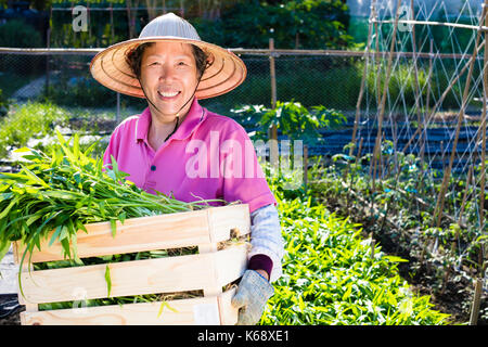 Happy senior Bauer arbeiten in pflanzlichen Farm Stockfoto