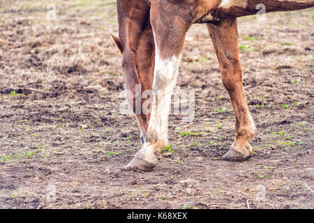 Nahaufnahme des braunen Pferd durch weißen Holzzaun in Farm Schmutz Feld paddock im Boden Landschaft Weiden auf Gras Stockfoto