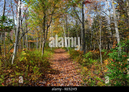 Sacandaga Weg Wanderweg durch den Adirondack Wildnis im Herbst in der Spekulant, New York, NY, USA. Stockfoto