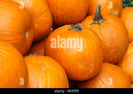 Schließen Sie herauf Bild der hellen orange Kürbisse geerntet Stockfoto