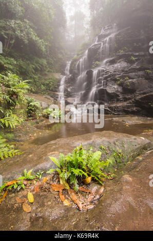 Sylvia fällt, Wasserfall in den Blue Mountains auf dem Tal von Gewässern, Anschluss Stockfoto