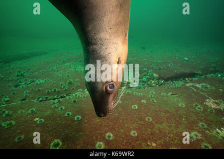 Close up Portrait von Seelöwen Unterwasser. Bild im Pazifischen Ozean in der Nähe von Hornby Island, BC, Kanada. Stockfoto