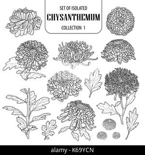 Eingestellt von isolierten Chrysantheme Sammlung 1. Blumen Abbildung in der hand Niedlich gezeichneten Stil. In Schwarz und Weiß auf Weiß präsentiert backgrou Stock Vektor