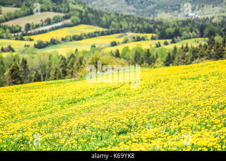 Nahaufnahme von patch Bauernhof Feld Hügel von gelben Löwenzahn Blumen im grünen Gras in Québec, Kanada Charlevoix Region durch Berge, Hügel, Wald, Ländliche ro Stockfoto