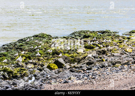 Rocky beachshore am St. Lawrence River in Saint-Irenee, Quebec, Kanada in der Charlevoix Region mit Möwen Vogel, Felsen, Wellen und grüne Algen Stockfoto