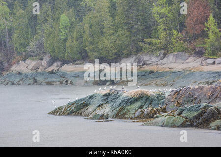 Port-au-Persil, La Malbaie, Kanada Saint Lawrence River in der Charlevoix Region in Quebec mit Herde viele Möwen Vögel am Strand Felsen bei Regen Rai Stockfoto
