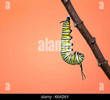 Ein Monarch Caterpillar hängen in einem J Form auf einem MILKWEED. Filamente haben etwas schlaff geworden und Twisted kurz vor pupating. Stockfoto