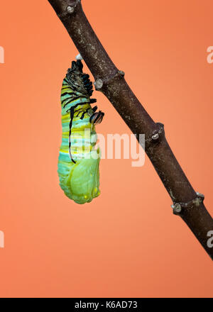 Ein Monarch caterpillar Shedding seine Haut und pupating wie es beginnt, seine Puppe auf einem milkweed Zweig zu bilden Stockfoto