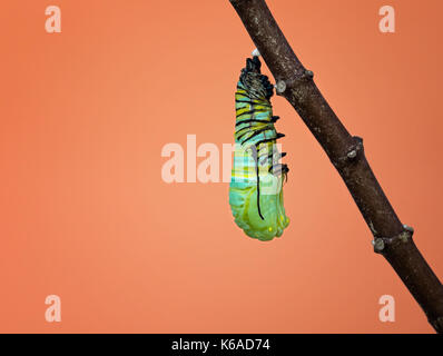 Ein Monarch caterpillar Shedding seine Haut und pupating wie es beginnt, seine Puppe auf einem milkweed Zweig zu bilden Stockfoto