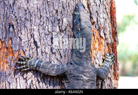 Goanna gibt Baum, um Feinden zu entkommen Stockfoto