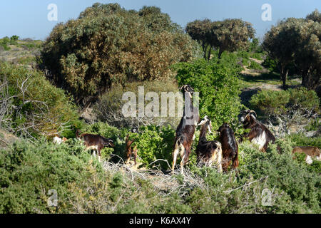 Ziegen in der Nähe des Baumes in Essaouira. Marokko Stockfoto