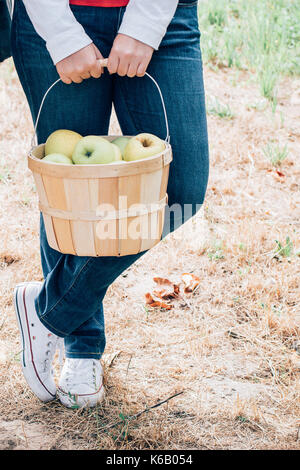 Goldene Äpfel reif für die Ernte aus dem Baum in einem Obstgarten im Herbst Stockfoto