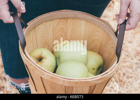 Goldene Äpfel reif für die Ernte aus dem Baum in einem Obstgarten im Herbst Stockfoto