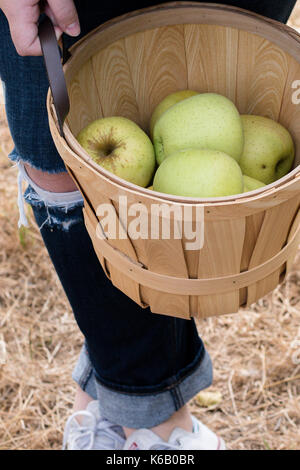 Goldene Äpfel reif für die Ernte aus dem Baum in einem Obstgarten im Herbst Stockfoto