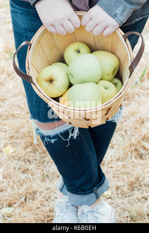 Goldene Äpfel reif für die Ernte aus dem Baum in einem Obstgarten im Herbst Stockfoto