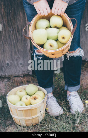 Goldene Äpfel reif für die Ernte aus dem Baum in einem Obstgarten im Herbst Stockfoto