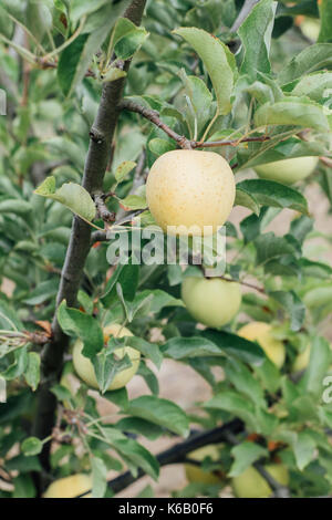 Goldene Äpfel reif für die Ernte aus dem Baum in einem Obstgarten im Herbst Stockfoto