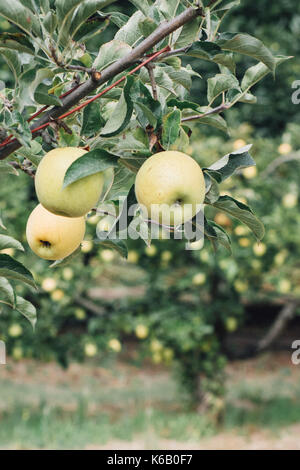 Goldene Äpfel reif für die Ernte aus dem Baum in einem Obstgarten im Herbst Stockfoto