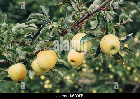 Goldene Äpfel reif für die Ernte aus dem Baum in einem Obstgarten im Herbst Stockfoto